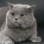 Юля Востокова